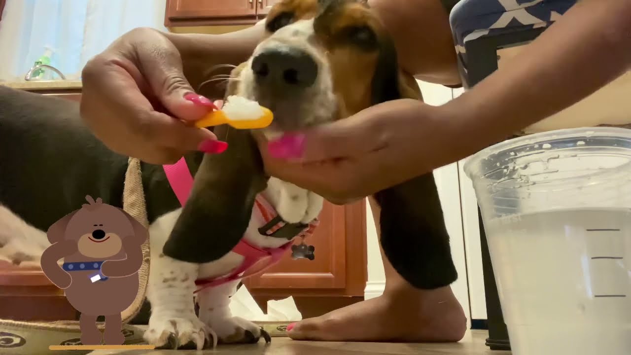 Basset Hound getting teeth brushed! BassetHound Dogs 