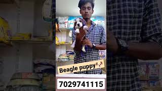 Beagle puppy's available  #bankura #bankura_pet_shop  #petshop #bankuravlog #beagle #beaglepuppy