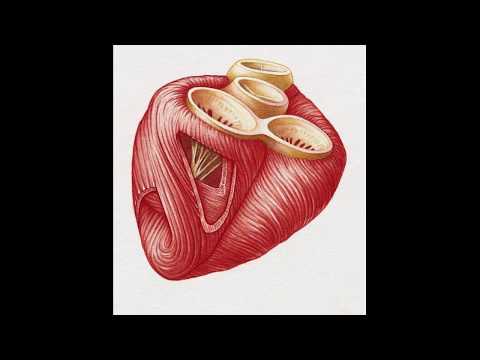 Сердечная мышечная ткань  Гистология