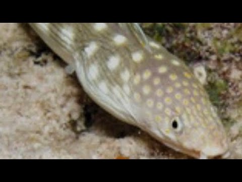 Deadly Sea Snake Spotted | Speared The Biggest Gold Tail I Have Ever Seen #mustwatch #viral