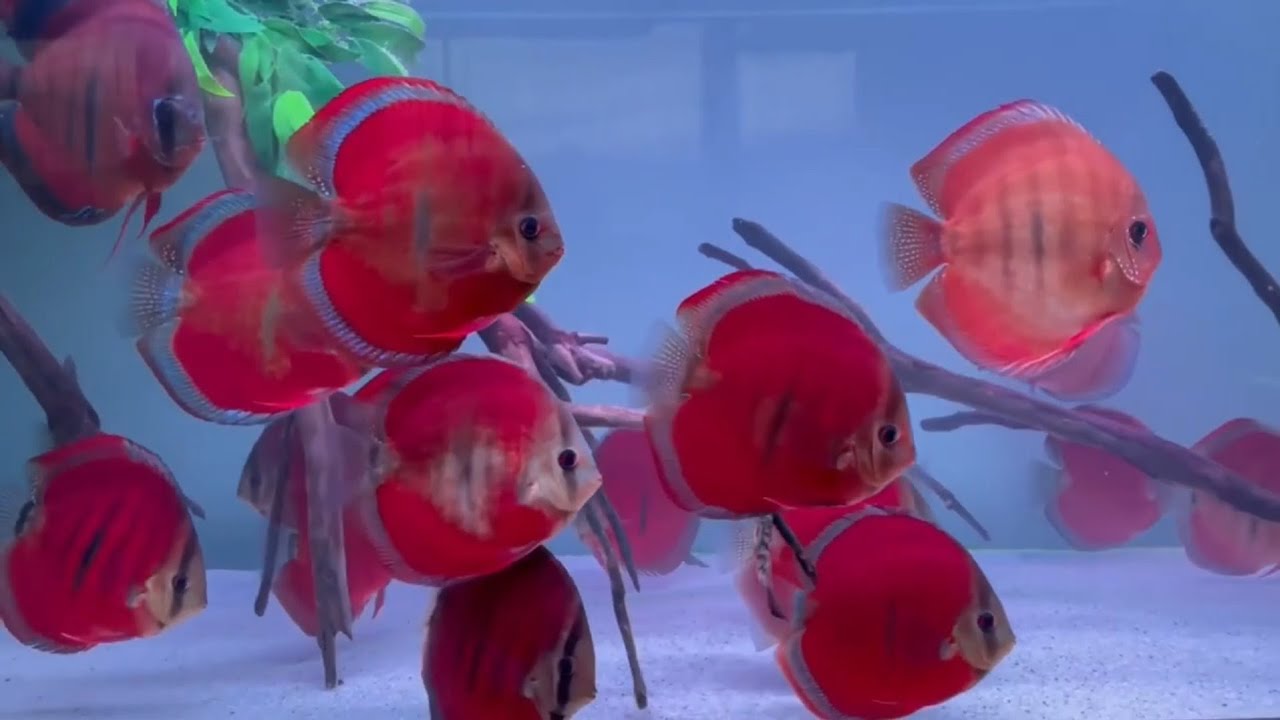 Discus Red Cover blue rim YouTube