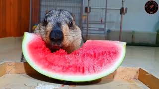 marmot eat watermelon 1