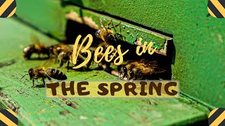 Bees in the spring time ! screenshot 4