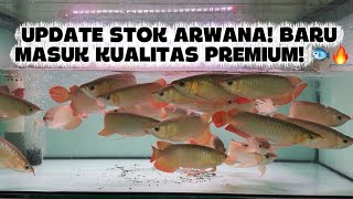 VLOG #13 CV AQUARIUM DELAPAN DELAPAN🐟 UPDATE STOK ARWANA! BARU MASUK KUALITAS PREMIUM! 🔥