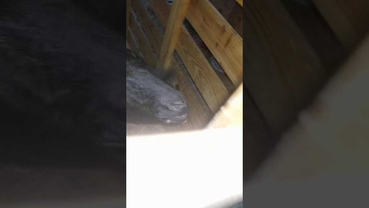 Goat life isn't easy sometimes. We are still trying to win over this goat moma!