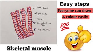 How to draw striated muscle | How to draw skeleton muscle tissue