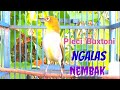 Masteran Pleci Buxtoni Ngalas Nembak Isian Mewah Ampuh Buat Pancingan Toman Net Mp3 - Mp4 Download