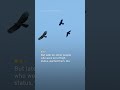 Filming One of Taiwan’s Most Elusive Birds of Prey | TaiwanPlus News