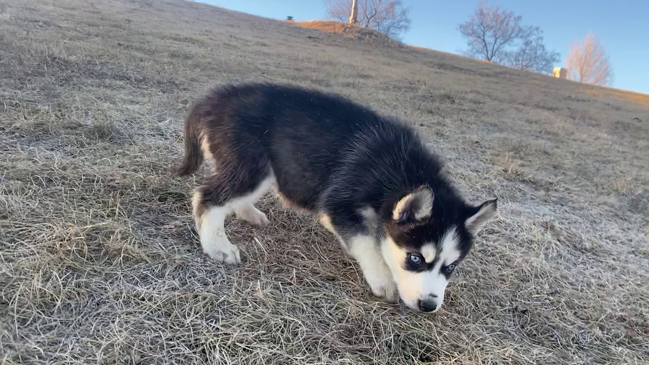 Siberian Husky Puppies For Sale In Colorado Springs Co Youtube