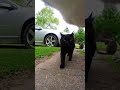 A day in the life of cats cats with cameras share their secret lives insta360 go 3 cat