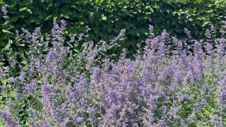 Catmint Purrsian Blue Nepeta