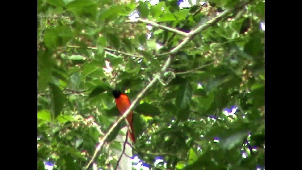 scarlet minivet 