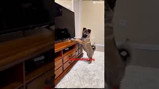 The dancing dog and the tv screen!!! #funny #contentcreator #all