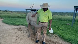 A Day with the Elephants: From Evading Lions to Milk Bottles at Sunset