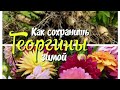 Как сохранить клубни георгин зимой.