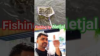 catching fish with net. #ikan #nicespot #fishing #catchingfish #fishingtips #viral #video #thanks