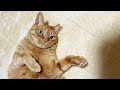雨の日はゴロゴロするのが1番！🐈　【本家】うめしゃん