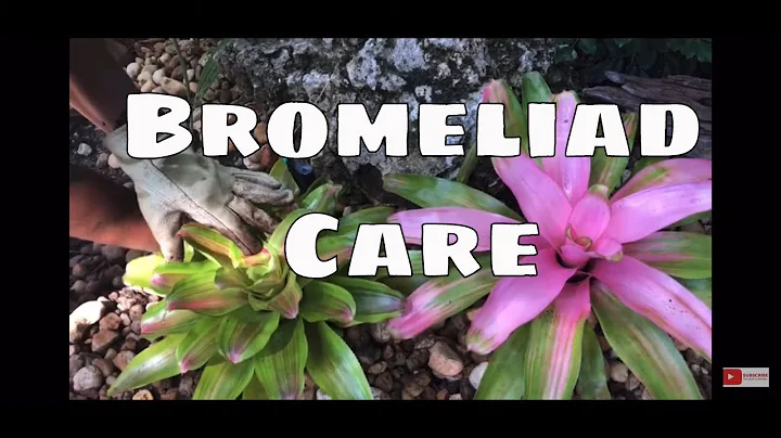 Bromeliads Series Pt 1 Bromeliads Indoor & Outdoor Bromeliad Care - DayDayNews