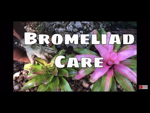 Video: Min bromelia vil ikke blomstre - tvinger en bromeli til at blomstre
