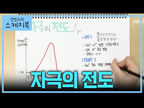 노트 필기로 한 눈에 이해하는 &amp;#39;자극의 <strong>전도</strong>&amp;#39;✍🏻 | <strong>전도</strong> 계산 꿀팁 | 분극/탈분극/재분극 | 생명과학 1 기초개념 | #박소현의생명과학