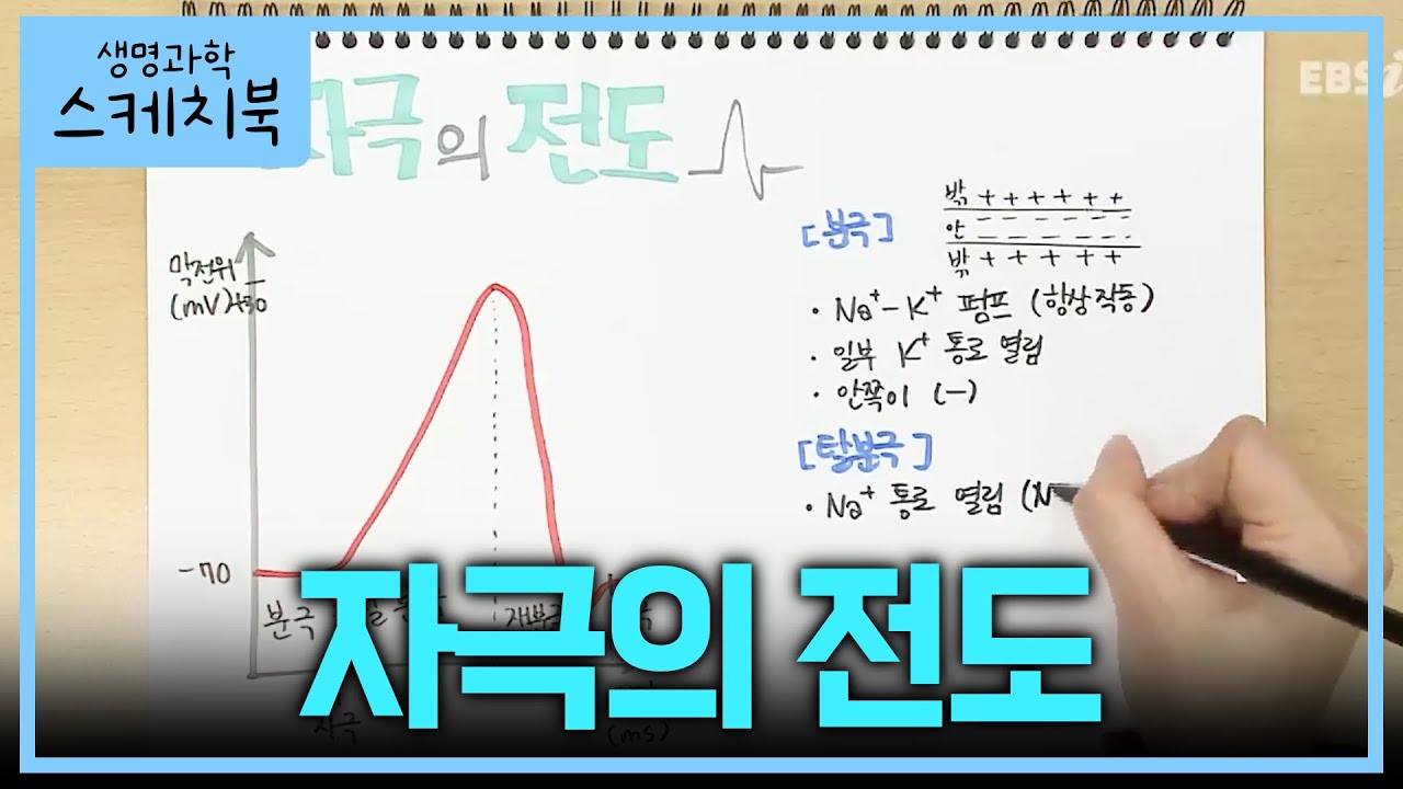 노트 필기로 한 눈에 이해하는 '자극의 전도'✍🏻 | 전도 계산 꿀팁 | 분극/탈분극/재분극 | 생명과학 1 기초개념 | #박소현의생명과학