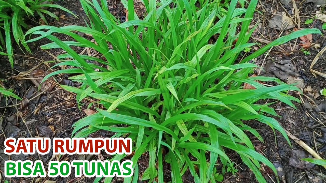 1 Rumpun Rumput Odot Bisa Hasilkan 50 Tunas Baru