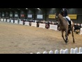 Lucinda Elliott & Mount St John Daytona at BD Young Horse Forum 2017