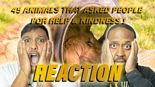 45 Animals That Asked People for Help & Kindness REACTION - Drink and Toke