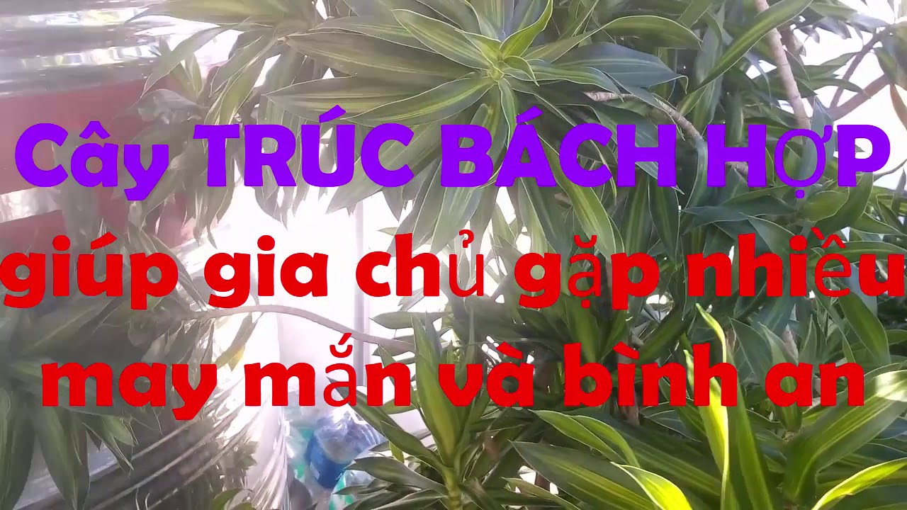 Gia chủ sẽ gặp NHIỀU MAY MẮN và BÌNH AN nếu trồng cây này trong nhà _ Cây Phong Thủy