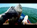 Catching Jacks and Reds in Lemon Bay Lifepo4 Trolling Motor Overview.