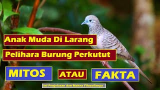 Anak muda Dilarang Pelihara Burung Perkutut Mitos atau Fakta