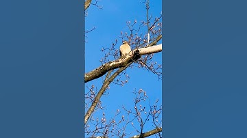 Red -shouldered Hawk calling in my backyard  #shortsfeed #nature #birds #shorts #short #hawk