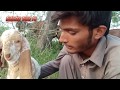 Pure Makhi cheeni goat Kid/Goat farming in Pakistan/Sahiwal goat in Village Punjab/Cute Baby Goats
