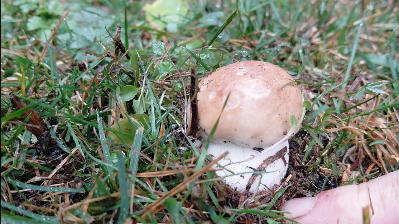 BOLETUS EDULİS