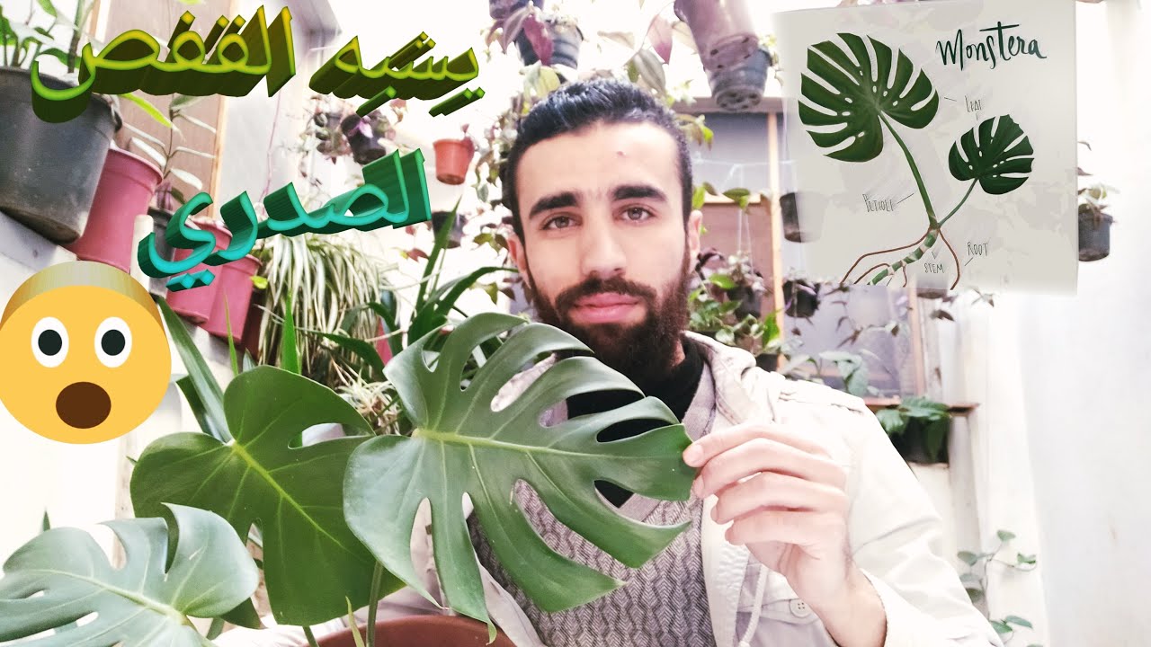 زراعة نبات كف الدب (القفص الصدري)