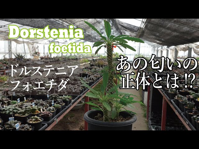 Introducing the variety Dorstenia foetida! The most popular