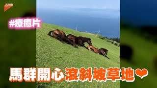 療癒片💚可愛馬群開心滾草地🐎Horses Slide Down Grassy Hill｜寵物動物