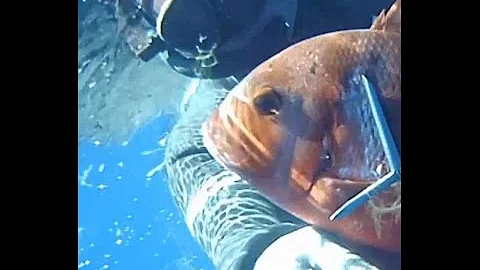Che pesce è App?