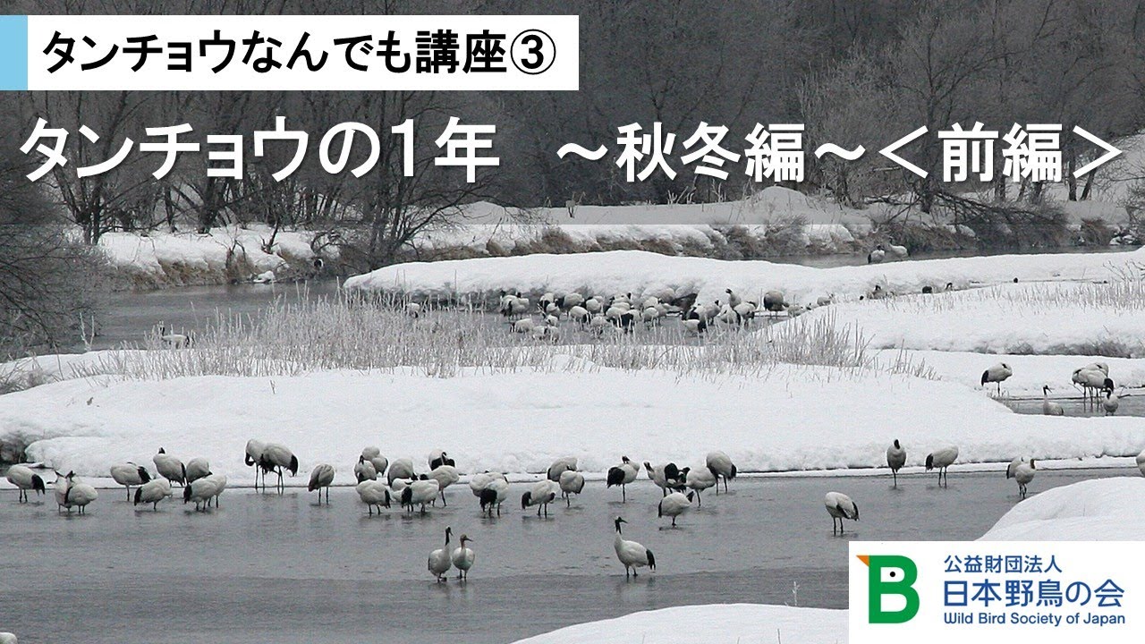 【#日本野鳥の会】タンチョウなんでも講座③「タンチョウの1年 ～秋冬編＜前編＞～」