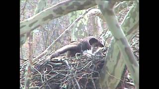 2013 Duke Farms Bald Eagle vs  Red Tailed