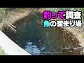 魚が居すぎる…水溜りを攻略したら入れ食い【ウキ釣り】