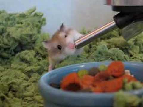dwarf hamster water bottle