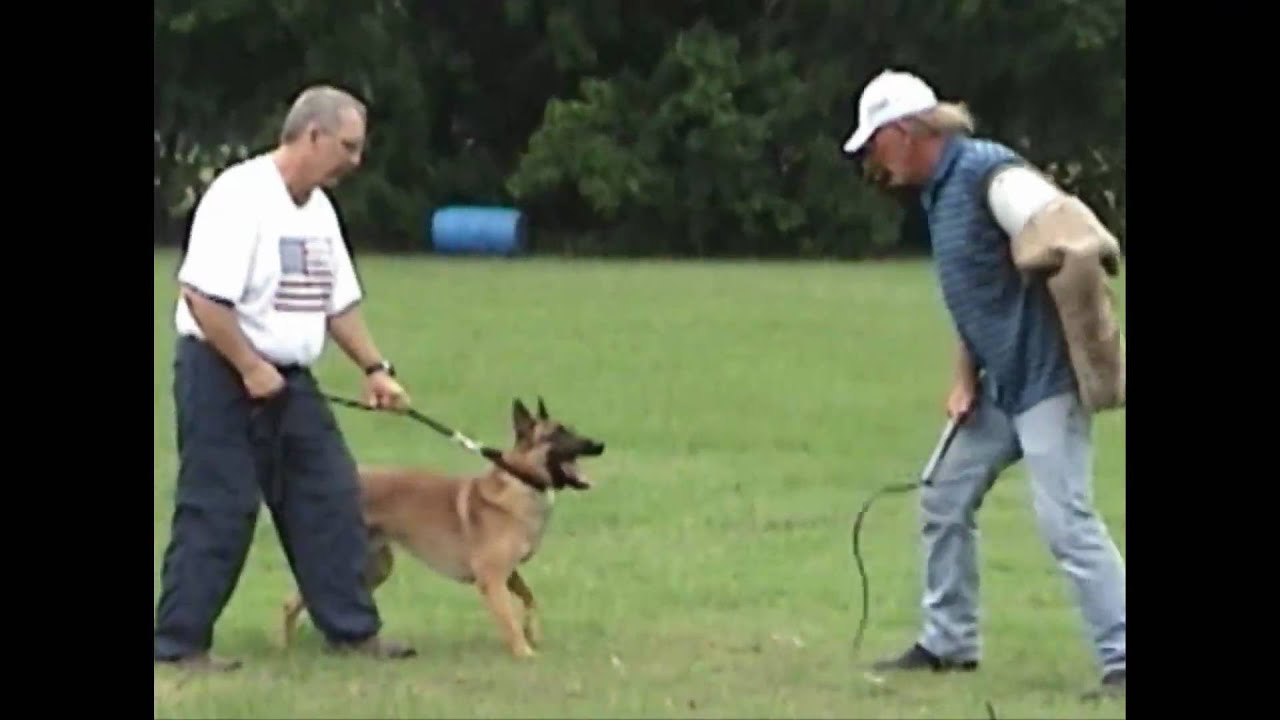 belgian malinois schutzhund