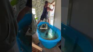 Installing Blinds Above A Snapping Turtle Pool #shorts #turtle