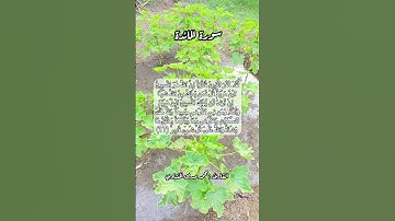سورة المائدة ١٧ #قرآن #قرآن_كريم #اكسبلور #quran #قران #قران_كريم #قرأن