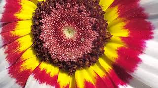 Gul-e-daoudi mere bagh mein | Chrysanthemum in my garden