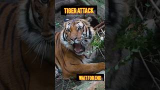 Tiger Attack 😱 Wait for the End!