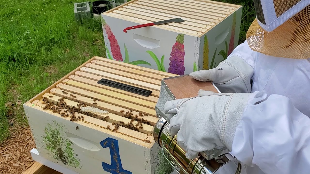 Hive Inspection on First Year Hives as First year Beekeepers - YouTube