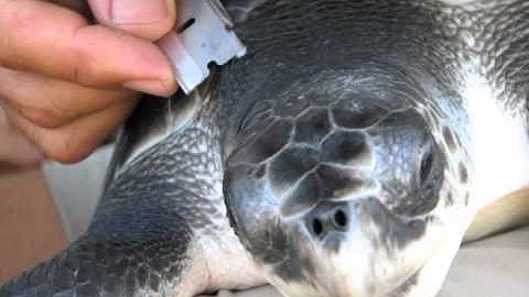 NSF GRFP "Creating the Future" Video Contest entry: Turtles in the Deep