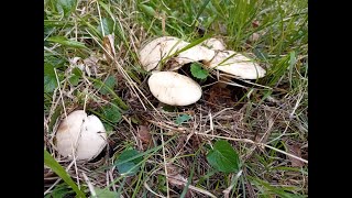 Calocybe gambosa 2024 en Navarra (perretxiko, perrechico, seta de primavera, seta de San Jorge...)